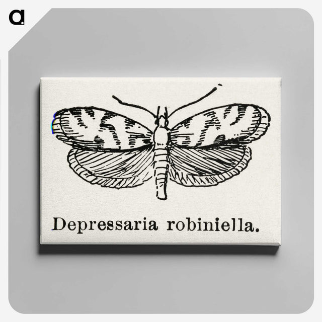 2-9_Moths-and-Butterflies-of-the-United-States_canvas