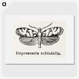 2-9_Moths-and-Butterflies-of-the-United-States_picture