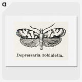 2-9_Moths-and-Butterflies-of-the-United-States_picture