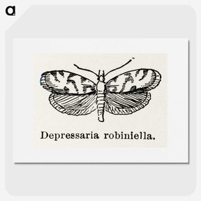 2-9_Moths-and-Butterflies-of-the-United-States_picture