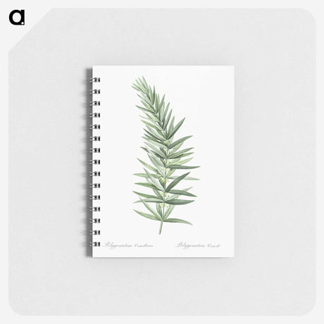 2-9_Pierre-Joseph-Redoute_memo
