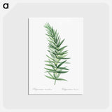 アートポストカード-Whorled Solomon's seal - ピエール ジョゼフ ルドゥーテ Postcard.