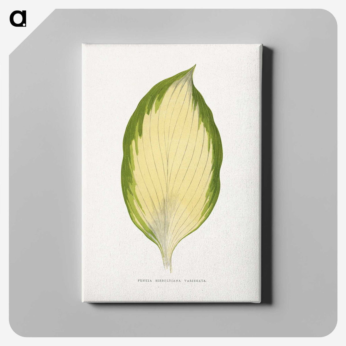 2-9_Plants-with-Colored-Foliage_canvas