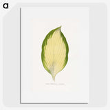 2-9_Plants-with-Colored-Foliage_picture