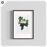 2-9_Pomona-Italiana_blk