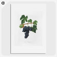 2-9_Pomona-Italiana_picture