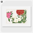 2-9_Seiyo-Soka-Zufu_picture