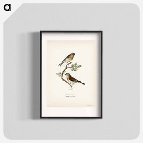 アートポスター-Common Linnet
 - スヴェンスカ フォグラル Poster.