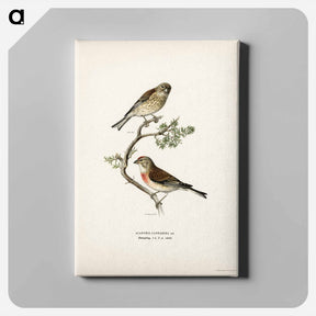 アートパネル-Common Linnet
 - スヴェンスカ フォグラル Canvas.