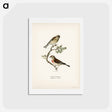 アートポストカード-Common Linnet
 - スヴェンスカ フォグラル Postcard.