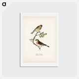 アートポストカード-Common Linnet
 - スヴェンスカ フォグラル Postcard.