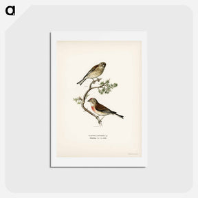 アートポストカード-Common Linnet
 - スヴェンスカ フォグラル Postcard.