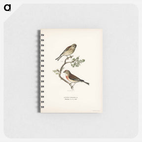 アートメモ帳-Common Linnet
 - スヴェンスカ フォグラル Memo.