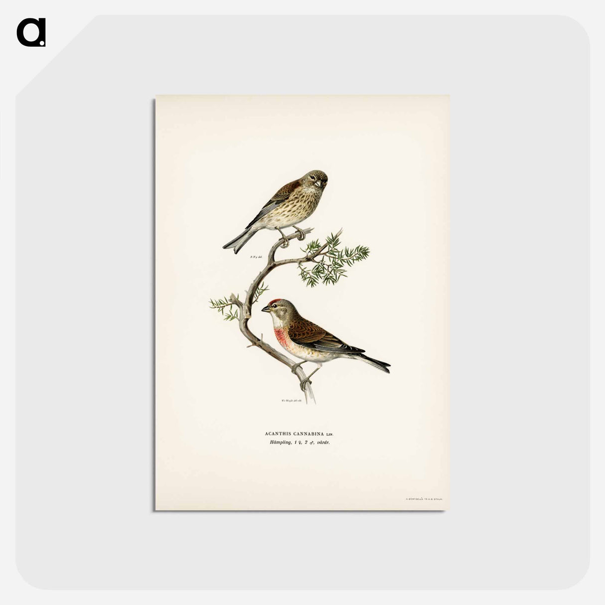アートポストカード-Common Linnet
 - スヴェンスカ フォグラル Postcard.