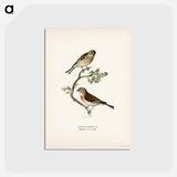 アートポストカード-Common Linnet
 - スヴェンスカ フォグラル Postcard.