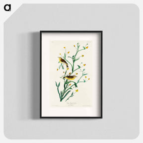 アートポスター-Yellow Red-poll Warbler from Birds of America
 - アメリカの鳥たち Poster.