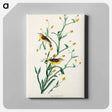 アートパネル-Yellow Red-poll Warbler from Birds of America
 - アメリカの鳥たち Canvas.