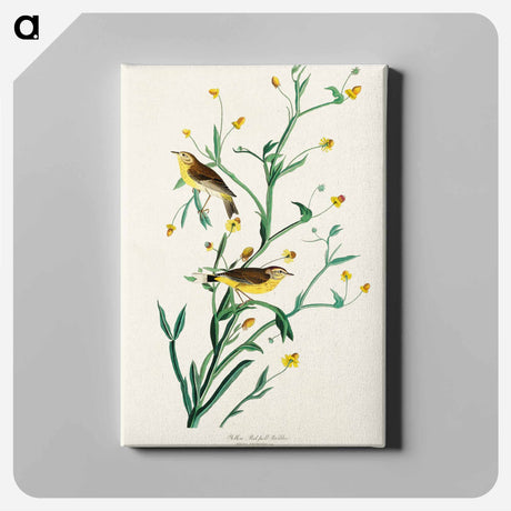 アートパネル-Yellow Red-poll Warbler from Birds of America
 - アメリカの鳥たち Canvas.