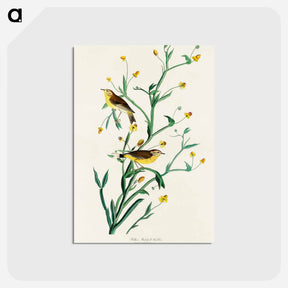 アートポストカード-Yellow Red-poll Warbler from Birds of America
 - アメリカの鳥たち Postcard.