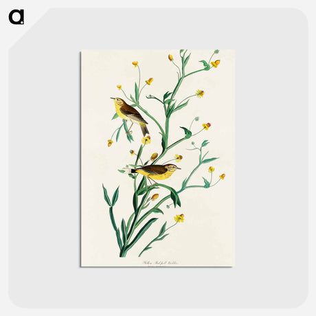 アートポストカード-Yellow Red-poll Warbler from Birds of America
 - アメリカの鳥たち Postcard.