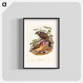 アートポスター-Guttated Bower-bird
 - オーストラリアの鳥 Poster.