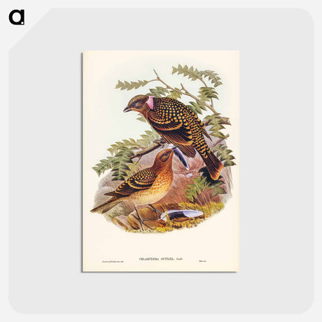 アートポストカード-Guttated Bower-bird
 - オーストラリアの鳥 Postcard.