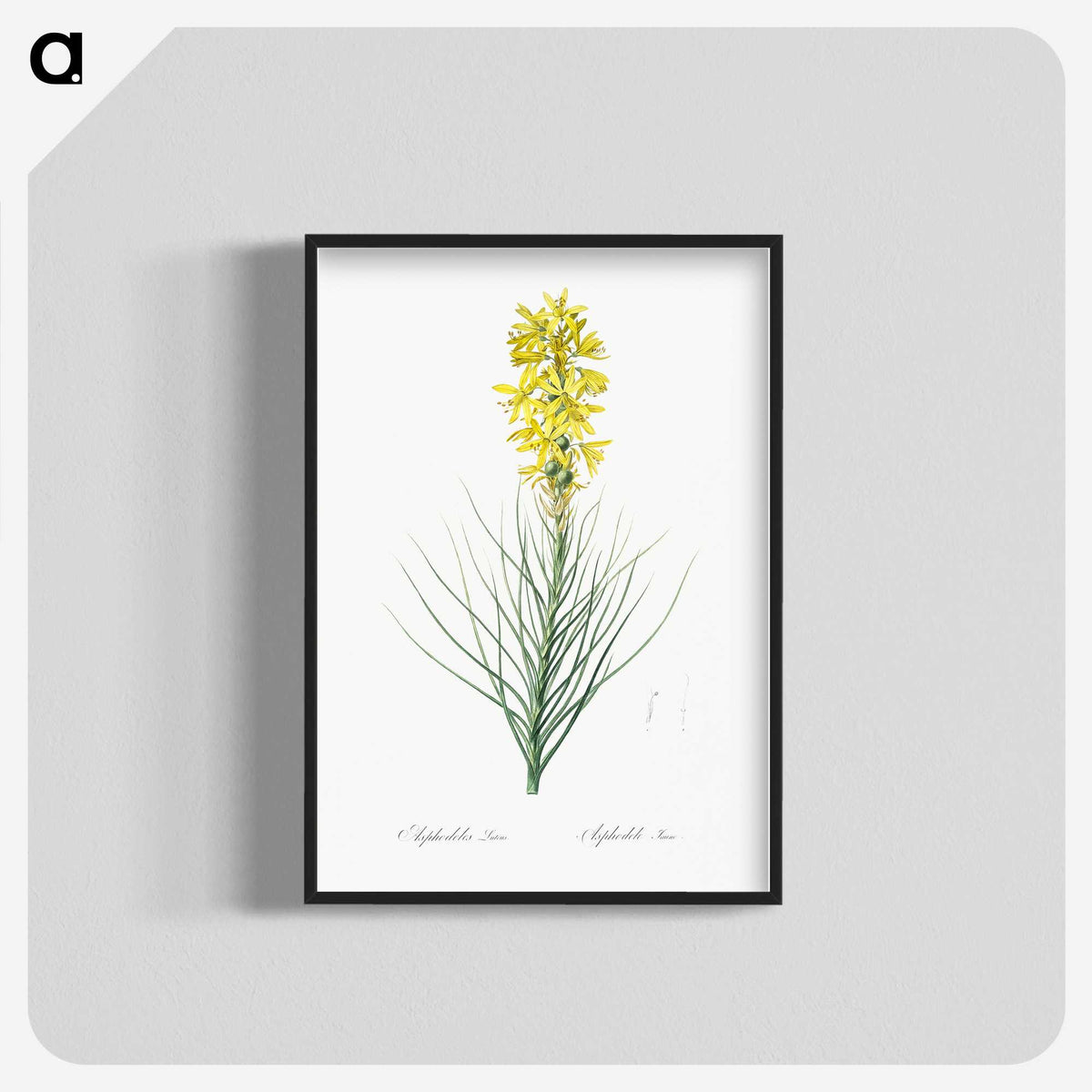 2-9_The-Lilies_blk-crop