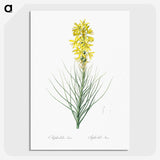 2-9_The-Lilies_picture-crop