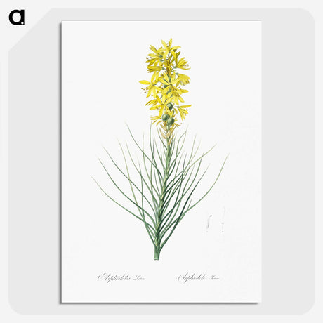 2-9_The-Lilies_picture-crop