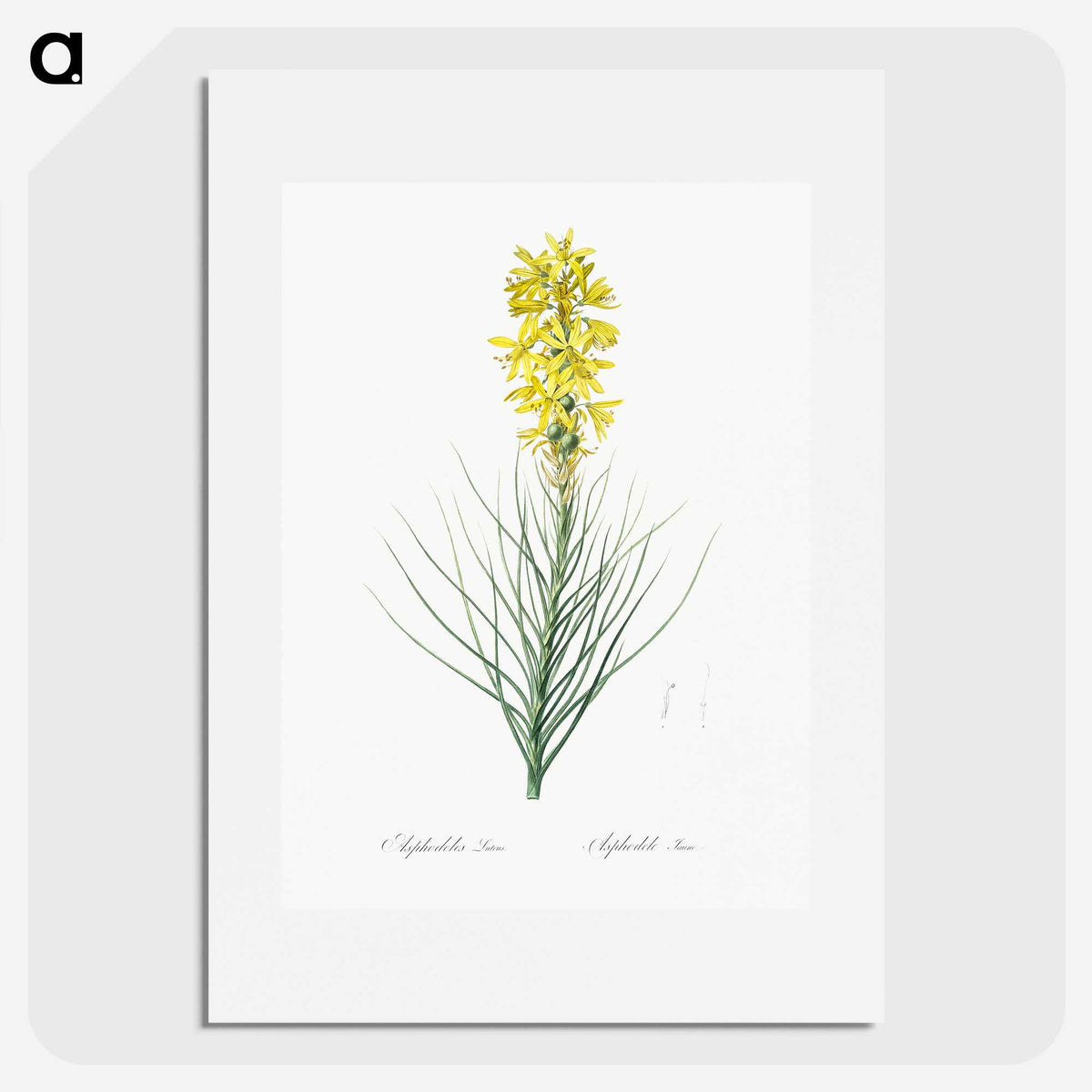 2-9_The-Lilies_picture