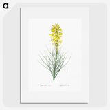 2-9_The-Lilies_picture