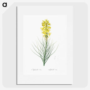 2-9_The-Lilies_picture