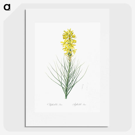 2-9_The-Lilies_picture