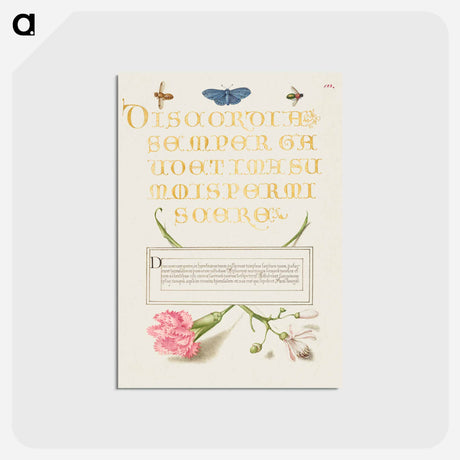 アートポストカード-Insects, Carnation, and Judas Tree
 - 書道のお手本 Postcard.