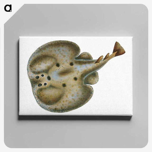 2-9_The-Natural-History-of-British-Fishes_canvas