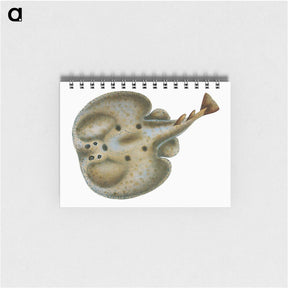 2-9_The-Natural-History-of-British-Fishes_memo