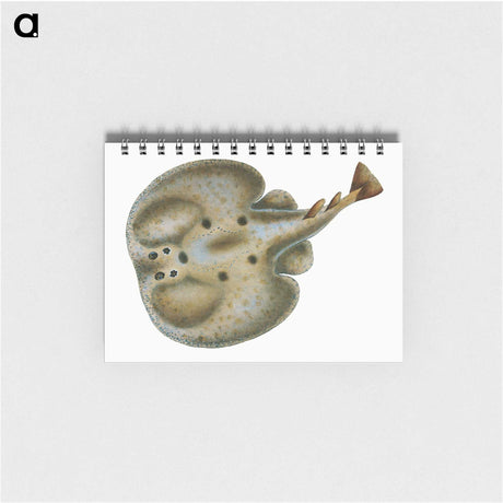 2-9_The-Natural-History-of-British-Fishes_memo