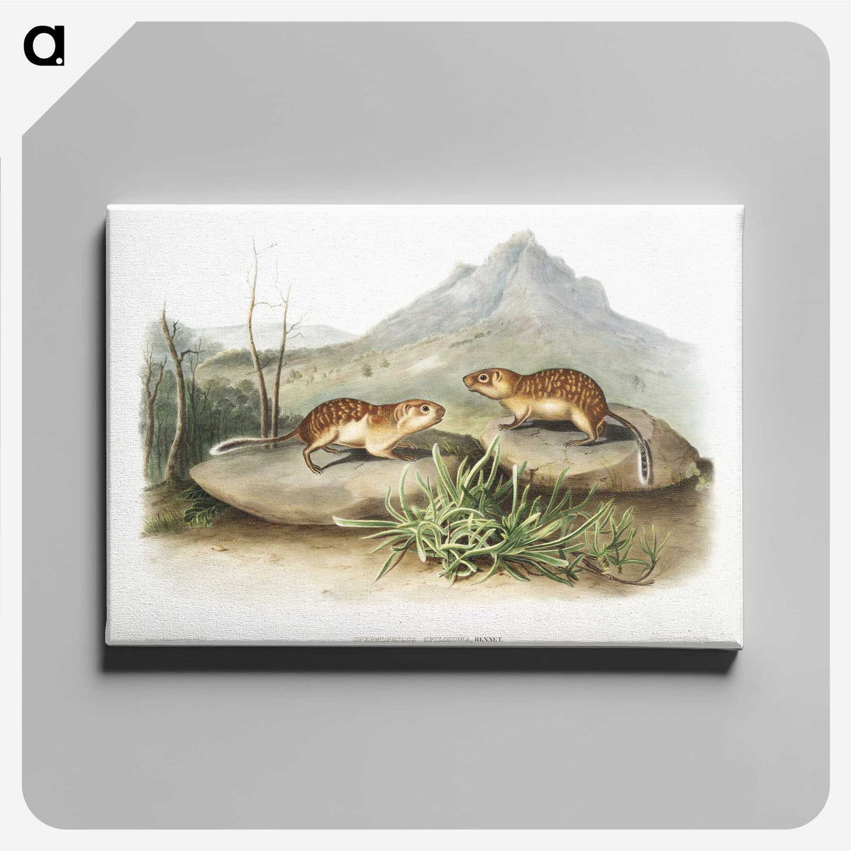 2-9_The-Viviparous-Quadrupeds_canvas