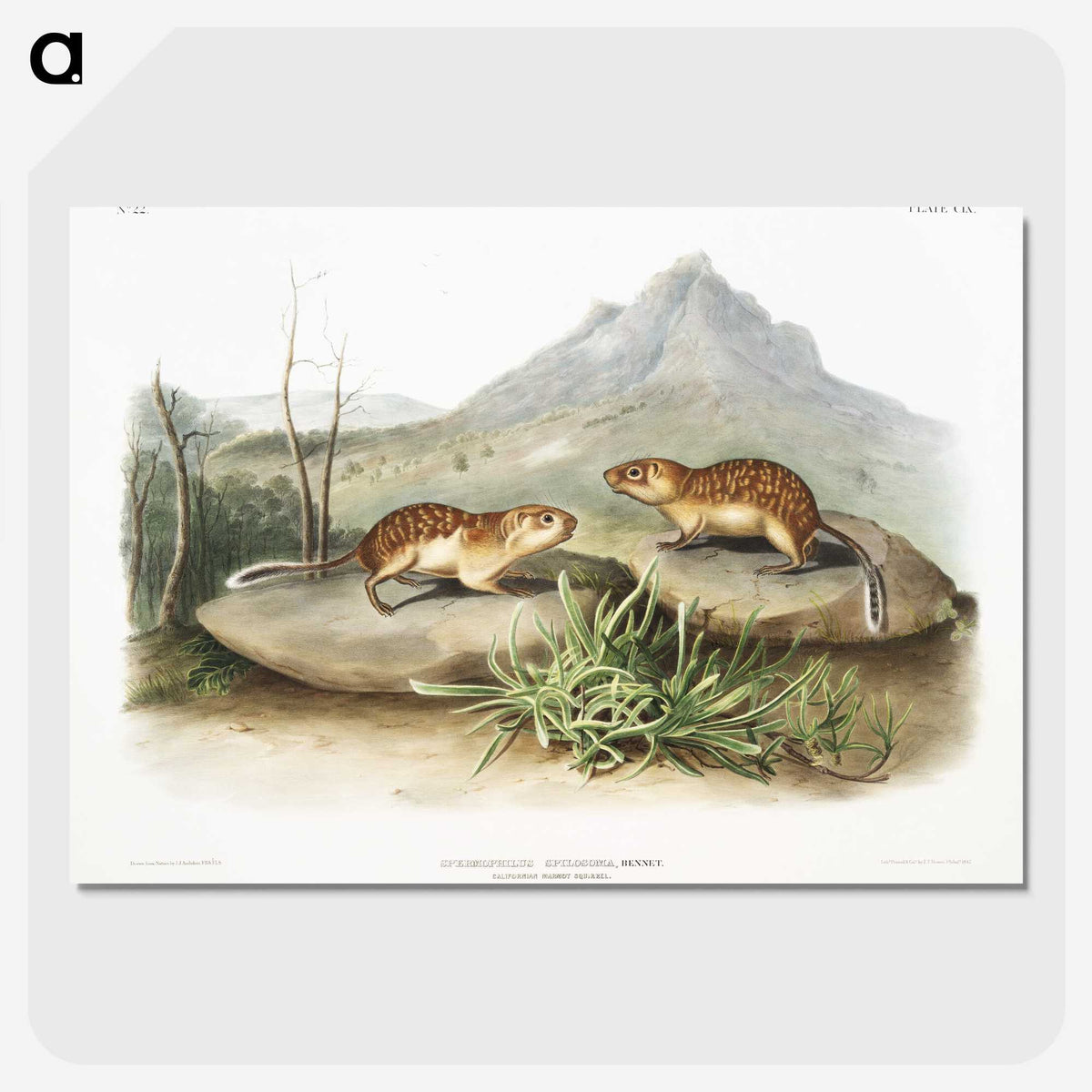 2-9_The-Viviparous-Quadrupeds_picture-crop