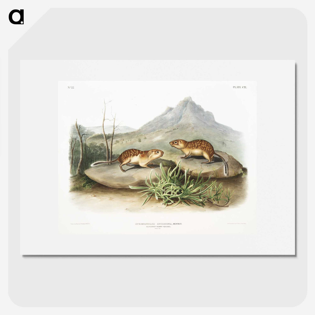 2-9_The-Viviparous-Quadrupeds_picture