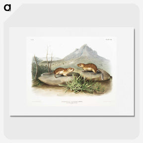 2-9_The-Viviparous-Quadrupeds_picture