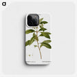 2-9_Treatise-on-Trees-and-Shrubs_phone