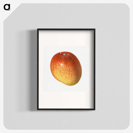 2-9_USDA-Watercolor-Fruit-Painting-Collection_blk