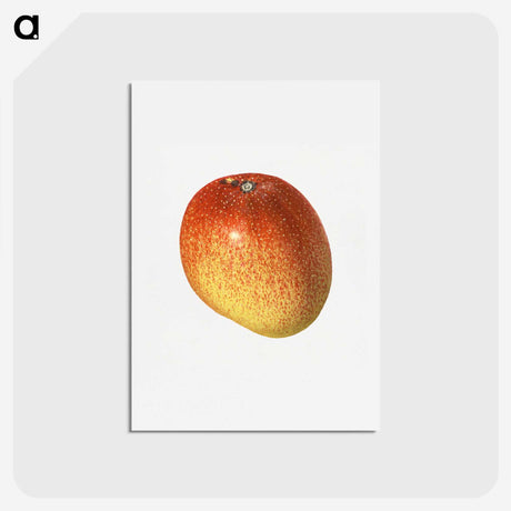 2-9_USDA-Watercolor-Fruit-Painting-Collection_hagaki
