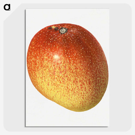 2-9_USDA-Watercolor-Fruit-Painting-Collection_picture-crop