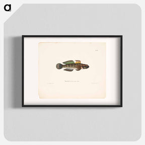 アートポスター-Black goby - ヴィルヘルム フォン ライト Poster.