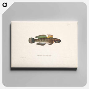 アートパネル-Black goby - ヴィルヘルム フォン ライト Canvas.
