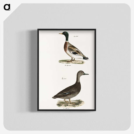 2-9_Zoology-of-New-York_blk-crop