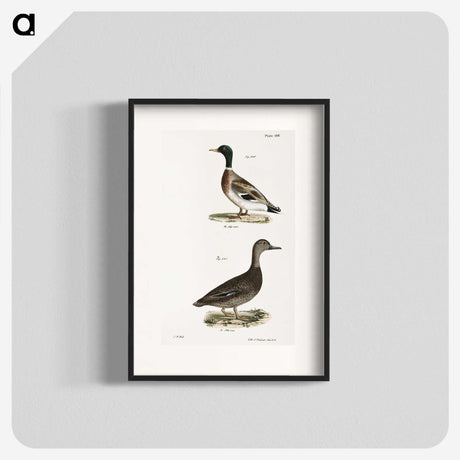 2-9_Zoology-of-New-York_blk