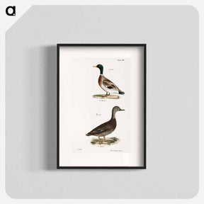 アートポスター-Mallard (Anas boschas) 241. Black Duck (Anas obscura) illustration from Zoology of New York by James Ellsworth De Kay - ニューヨークの動物学 Poster.